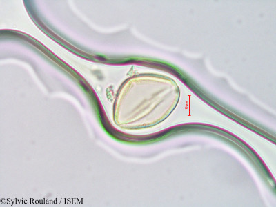 Rheum ribes - lame n° 4298
