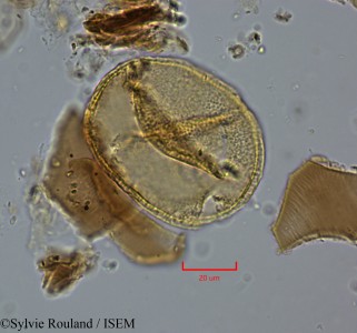 Sylvie.Rouland/Rhipsalis_cassytha_2191/Rhipsalis_cassytha_2191_0001(copy)_thumb.jpg
