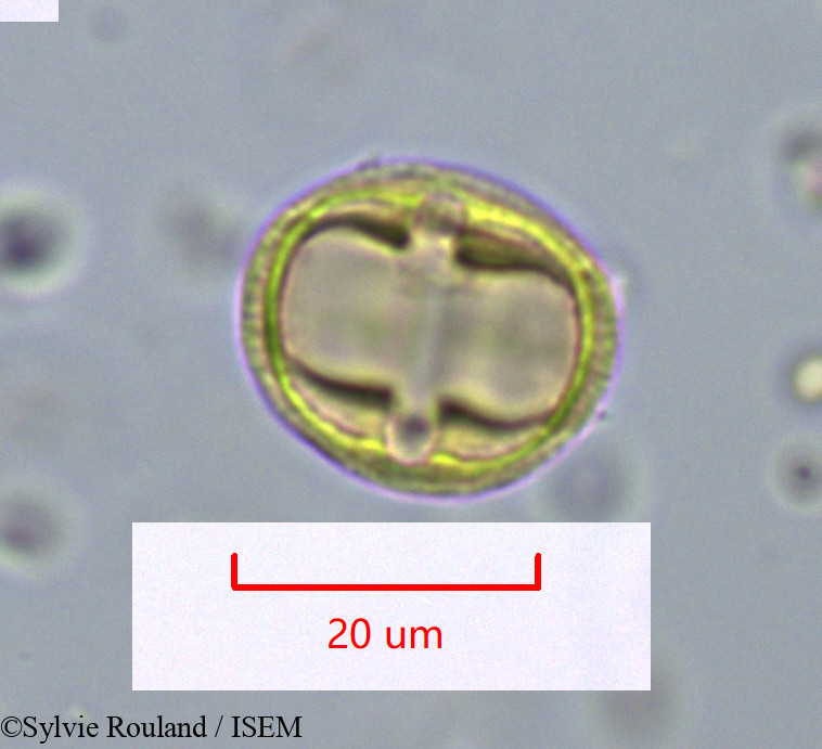 Sylvie.Rouland/Rhizophora_racemosa_1095/Rhizophora_racemosa_1095_0001(copy).jpg