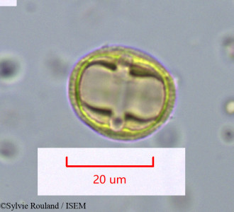 Sylvie.Rouland/Rhizophora_racemosa_1095/Rhizophora_racemosa_1095_0001(copy)_thumb.jpg