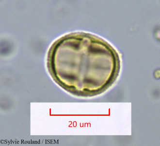 Rhizophora racemosa - lame n° 1095