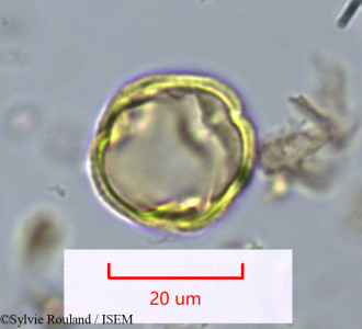 Rhizophora racemosa - lame n° 1095