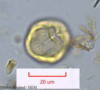 Rhizophora racemosa - lame n° 1095