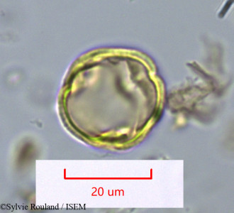 Rhizophora racemosa - lame n° 1095