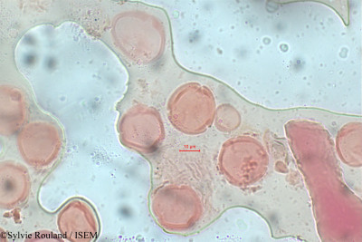 Rhizophora racemosa - lame n° 5821