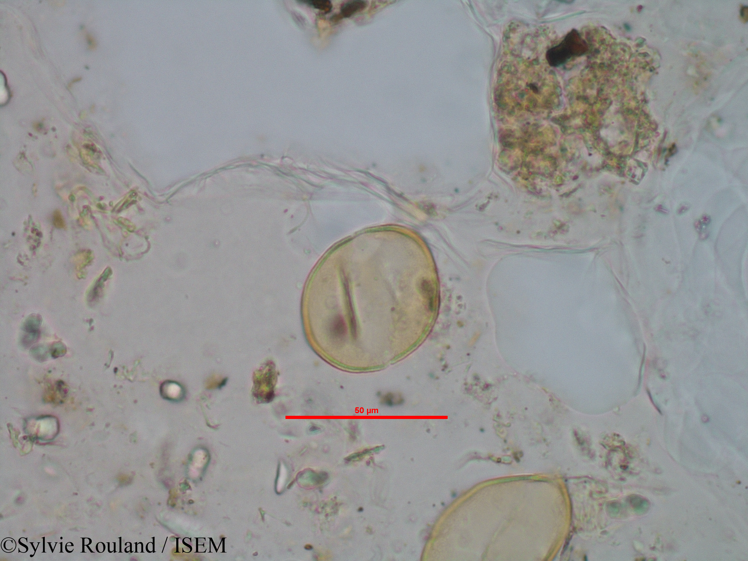 Sylvie.Rouland/Rhodocodon_calcicolus_1244/Rhodocodon_calcicolus_1244_0004(copy).jpg