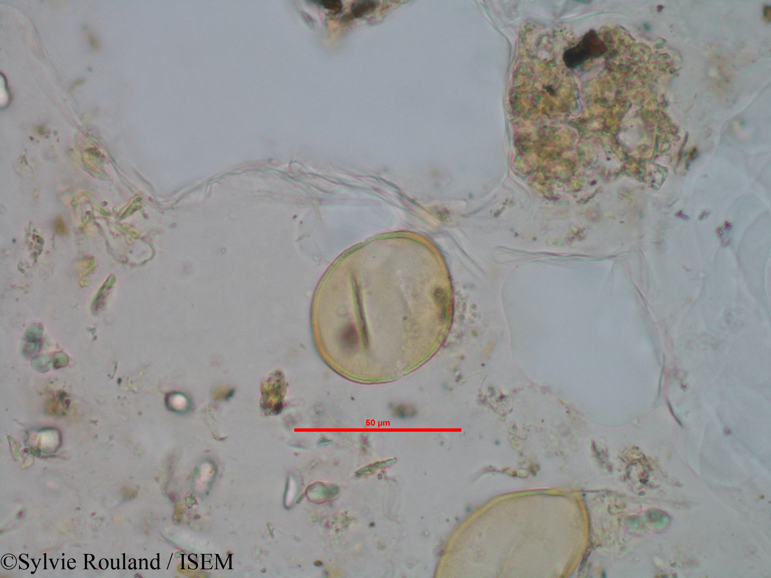 Sylvie.Rouland/Rhodocodon_calcicolus_1244/Rhodocodon_calcicolus_1244_0005(copy).jpg