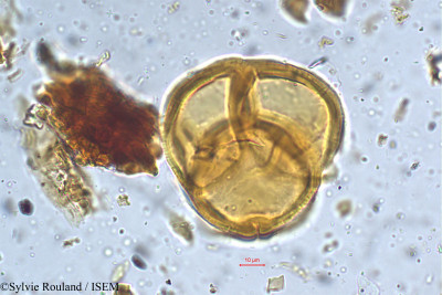 Rhododendron falconeri - lame n° 5387