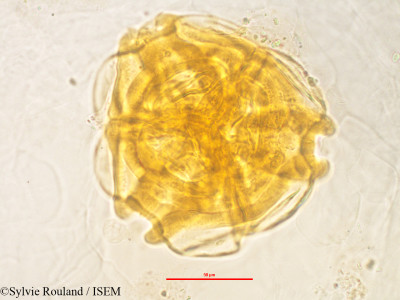 Rhodolaena bakeriana - lame n° 3240
