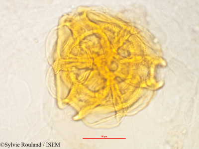 Rhodolaena bakeriana - lame n° 3240