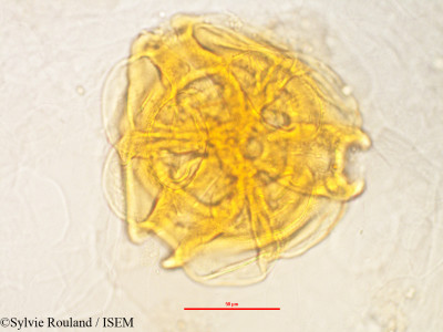 Rhodolaena bakeriana - lame n° 3240