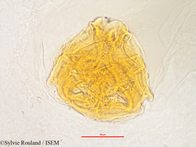 Rhodolaena bakeriana - lame n° 3240