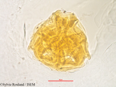 Rhodolaena bakeriana - lame n° 3240