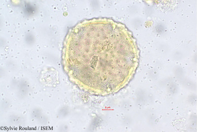 Rhopalocarpus alternifolius - lame n° 148