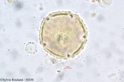 Rhopalocarpus alternifolius - lame n° 148