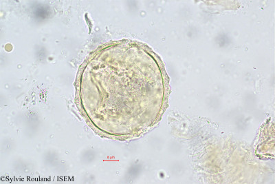 Rhopalocarpus alternifolius - lame n° 148