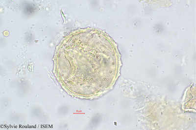 Rhopalocarpus alternifolius - lame n° 148