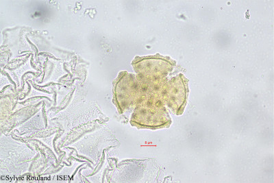 Rhopalocarpus alternifolius - lame n° 149