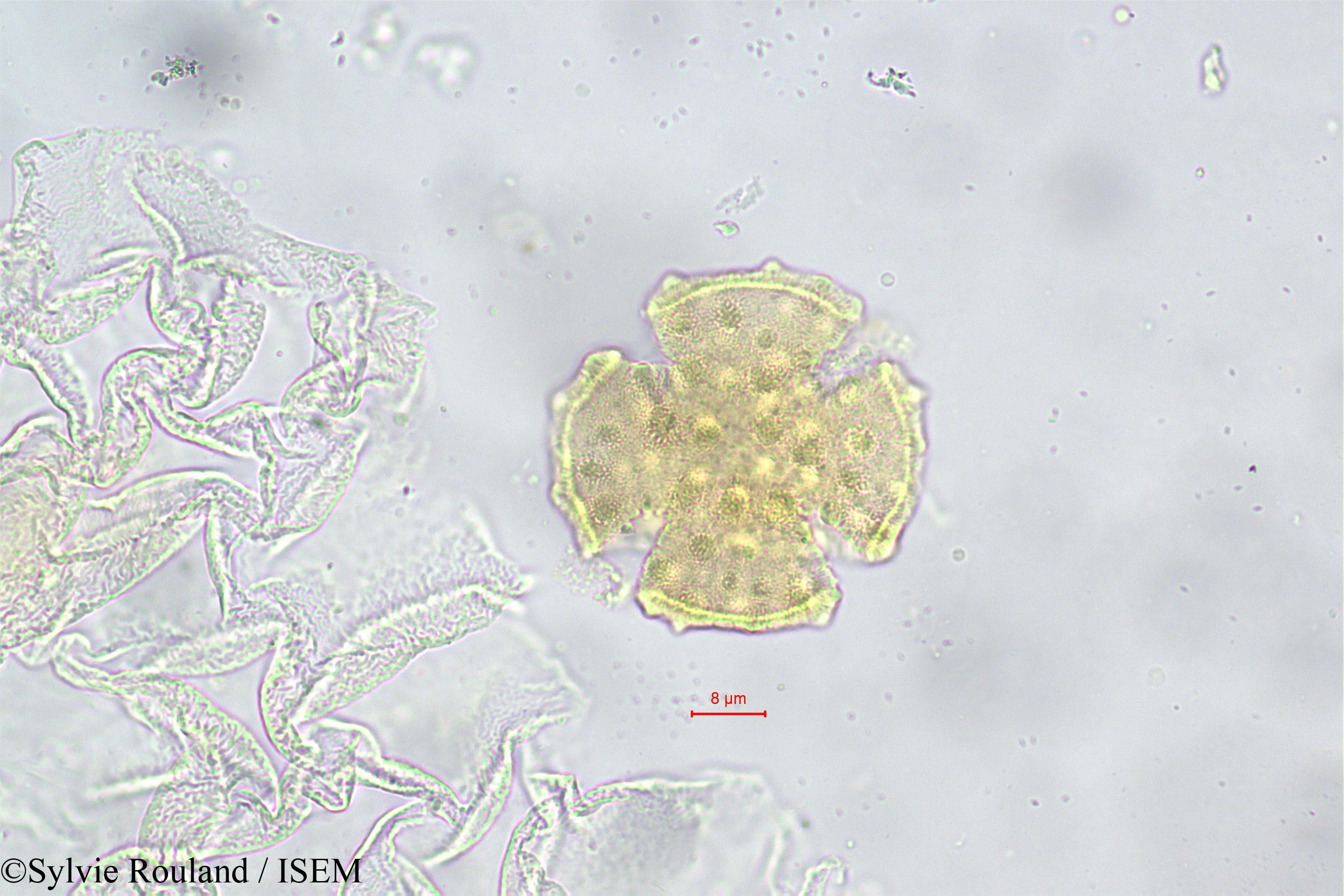 Sylvie.Rouland/Rhopalocarpus_alternifolius_149/Rhopalocarpus_alternifolius_149_0002(copy).jpg