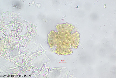 Rhopalocarpus alternifolius - lame n° 149