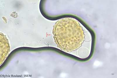 Sylvie.Rouland/Rhopalocarpus_binervius_150/Rhopalocarpus_binervius_150_0001(copy)_thumb.jpg