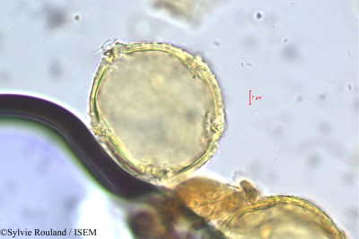 Sylvie.Rouland/Rhopalocarpus_louvelii_151/Rhopalocarpus_louvelii_151_0001(copy)_thumb.jpg