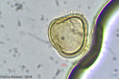 Sylvie.Rouland/Rhopalocarpus_lucidus_153/Rhopalocarpus_lucidus_153_0001(copy)_thumb.jpg