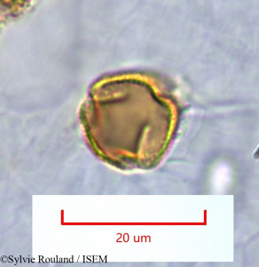 Sylvie.Rouland/Rhopalopilia_umbellulata_1373/Rhopalopilia_umbellulata_1373_0001(copy)_thumb.jpg