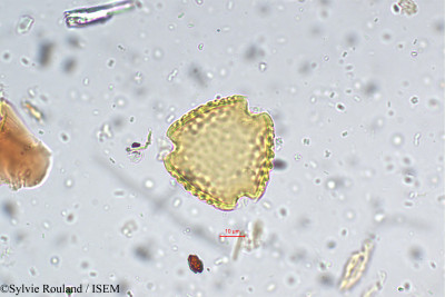 Sylvie.Rouland/Rhynchosia_albiflora_5488/Rhynchosia_albiflora_5488_0001(copy)_thumb.jpg