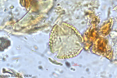 Sylvie.Rouland/Rhynchosia_densiflora_5762/Rhynchosia_densiflora_5762_0001(copy)_thumb.jpg
