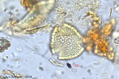 Rhynchosia densiflora - lame n° 5762