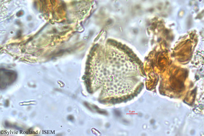 Rhynchosia densiflora - lame n° 5762