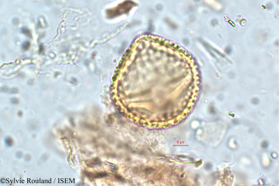 Rhynchosia densiflora - lame n° 5762