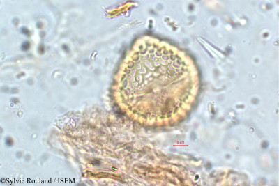 Rhynchosia densiflora - lame n° 5762