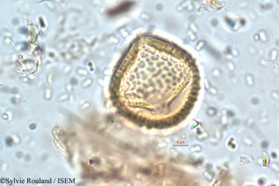 Rhynchosia densiflora - lame n° 5762