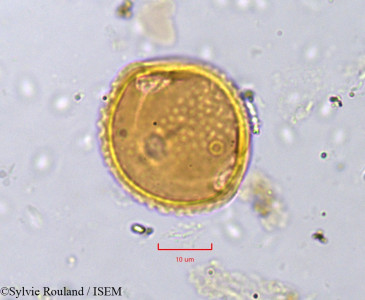 Sylvie.Rouland/Rhynchosia_memnonia_752/Rhynchosia_memnonia_752_0001(copy)_thumb.jpg