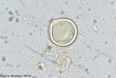Sylvie.Rouland/Rhynchosia_minima_5604/Rhynchosia_minima_5604_0001(copy)_thumb.jpg