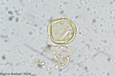 Rhynchosia minima - lame n° 5604