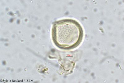 Rhynchosia minima - lame n° 5604