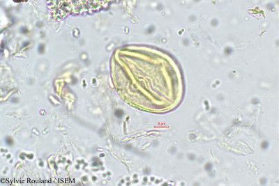 Sylvie.Rouland/Rhynchosia_rothii_5676/Rhynchosia_rothii_5676_0001(copy)_thumb.jpg