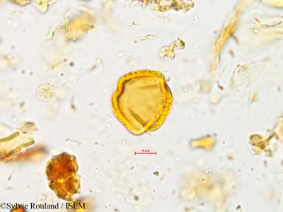 Sylvie.Rouland/Rhynchosia_rufescens_4948/Rhynchosia_rufescens_4948_0001(copy)_thumb.jpg