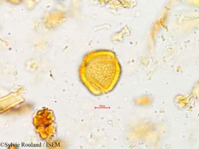 Rhynchosia rufescens - lame n° 4948