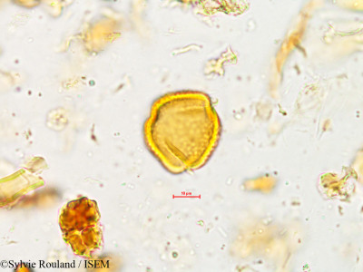 Rhynchosia rufescens - lame n° 4948