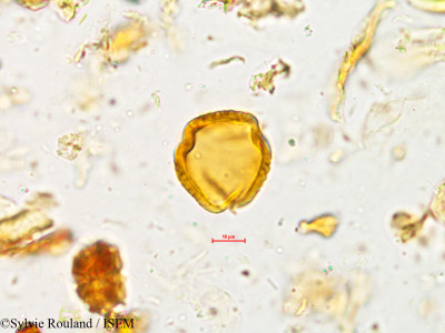 Rhynchosia rufescens - lame n° 4948