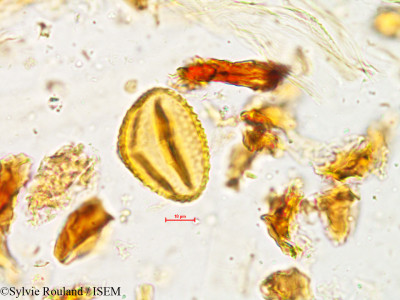 Rhynchosia rufescens - lame n° 4948