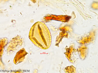 Rhynchosia rufescens - lame n° 4948