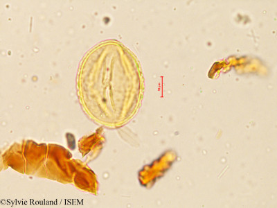 Sylvie.Rouland/Rhynchosia_suaveolens_3997/Rhynchosia_suaveolens_3997_0001(copy)_thumb.jpg