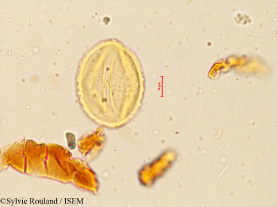 Rhynchosia suaveolens - lame n° 3997