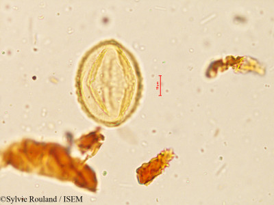 Rhynchosia suaveolens - lame n° 3997
