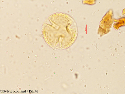 Rhynchosia suaveolens - lame n° 3997